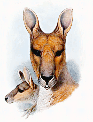 Antilopine kangaroo