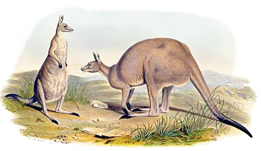 Eastern grey kangaroo  Macropus giganteus
