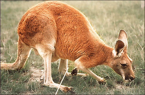 Kangaroo photo