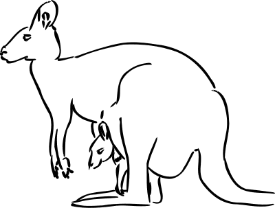 kangaroo sketch