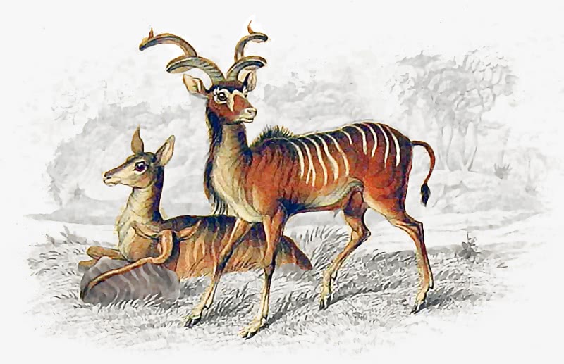 kudu painting
