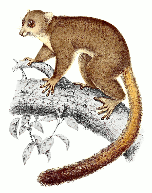 Coquerels giant mouse lemur  Mirza coquereli