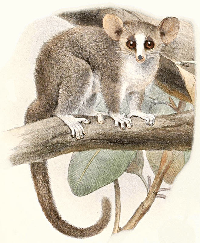Gray mouse lemur  Microcebus murinus minor