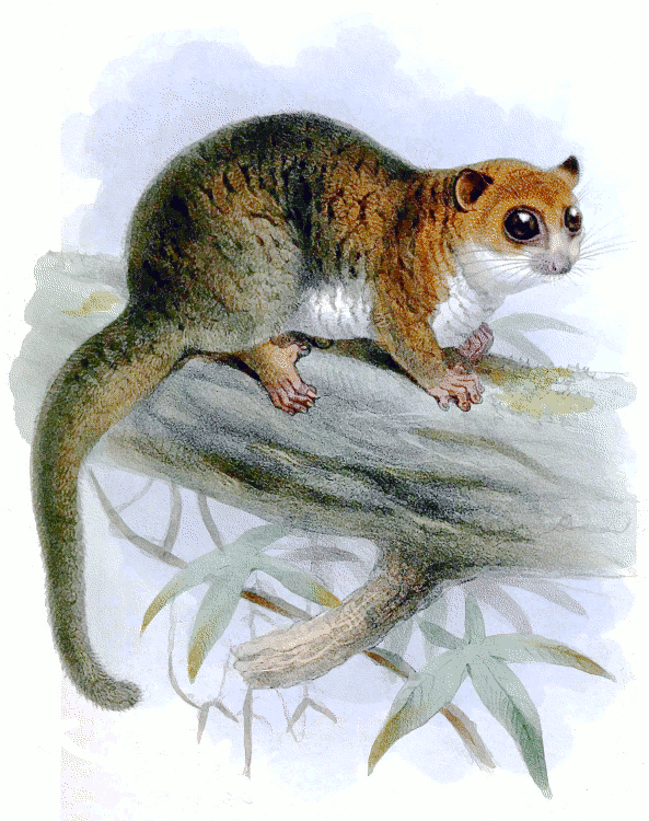 Greater dwarf lemur  Cheirogaleus major
