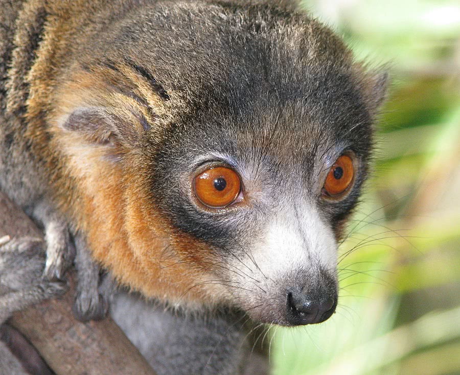 Lemur  Eulemur mongoz male face