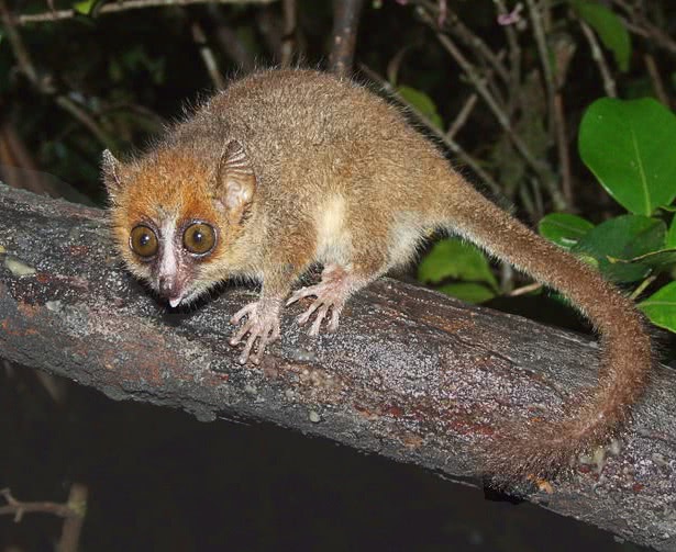 Pygmy Mouse lemur  Microcebus myoxinus