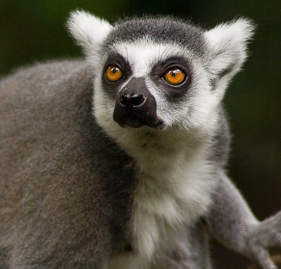 Ring-tailed lemur closeup