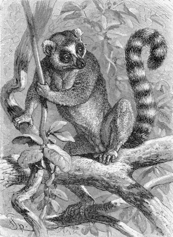 Ring-tailed lemur lineart