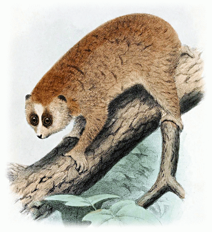 Pygmy Slow Loris 1907