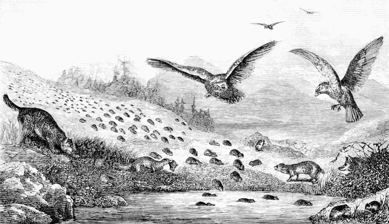 Lemmings in migration