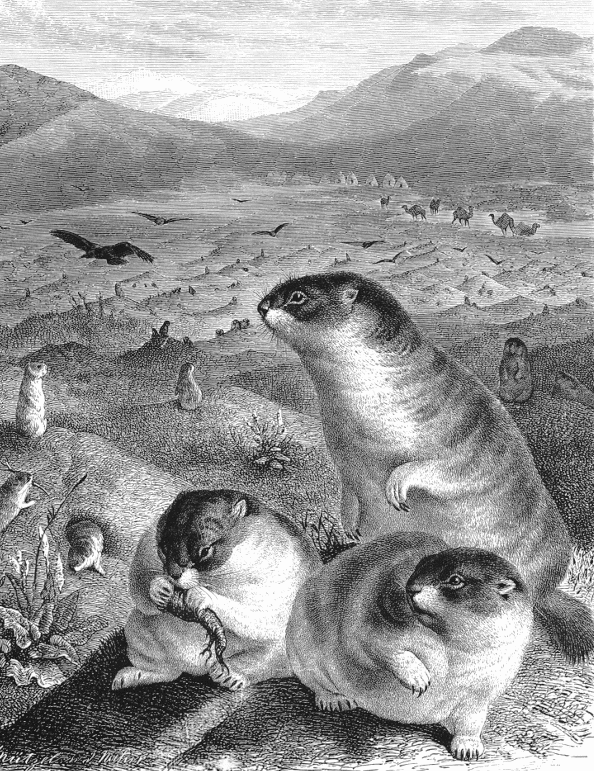 Bobak marmot drawing