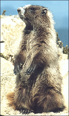 Hoary marmot 2