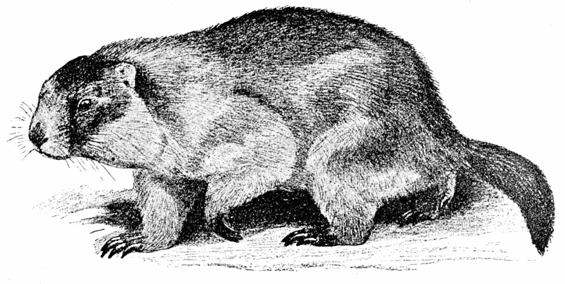 Long-tailed Marmot  Arctomys caudatus