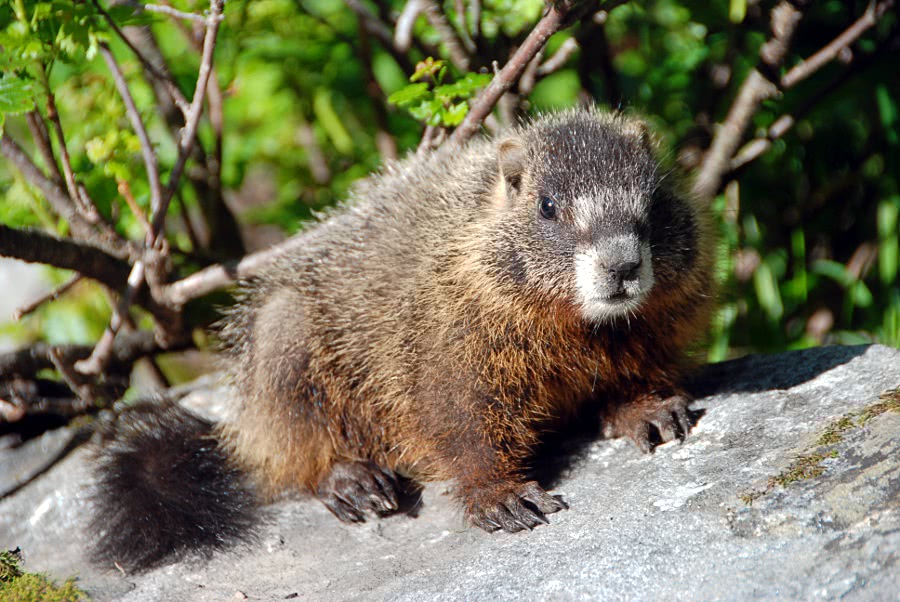 Marmot photo 2