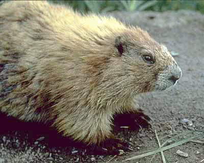 Olympic marmot