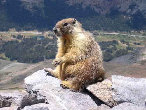 Yellow-bellied Marmot sitting