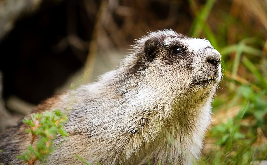 marmot closeup