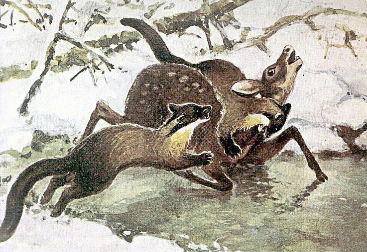 Pine marten attacking musk deer