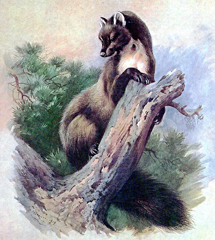 Pine marten illustration
