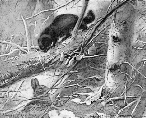 mink hunting