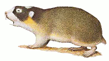Cape mole-rat 2