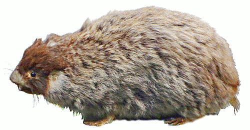 Cape mole-rat  Georychus capensis