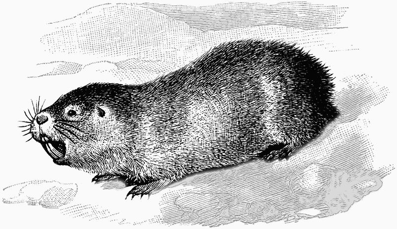 Cape mole rat lineart