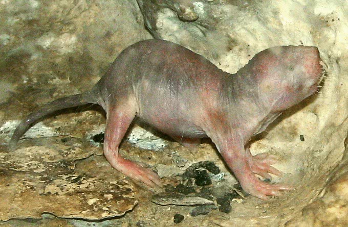 Naked Mole rat baby