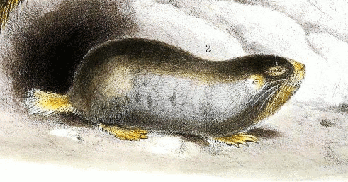 Namaqua Dune mole-rat  Bathyergus janetta