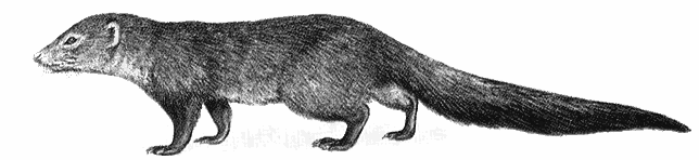 Bushy-tailed mongoose