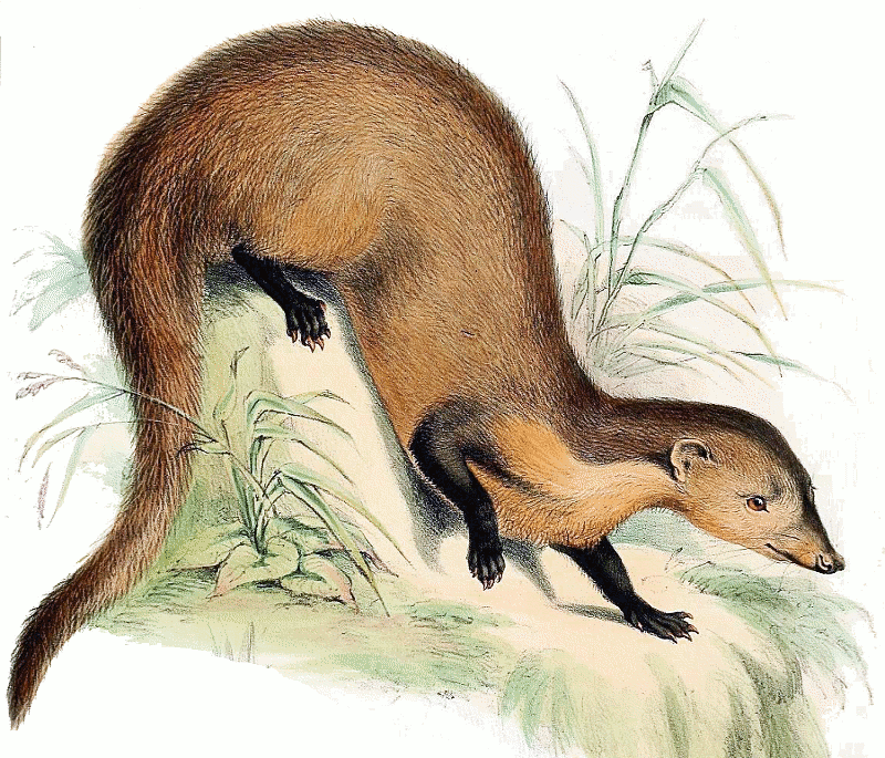 Collared mongoose  Herpestes semitorquatus