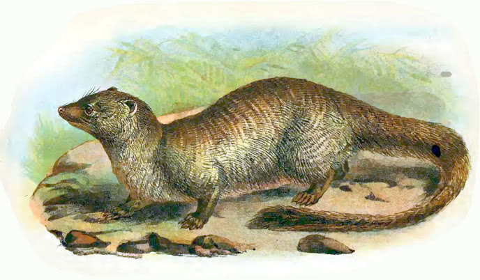 Egyptian Mongoose  Herpestes ichneumon