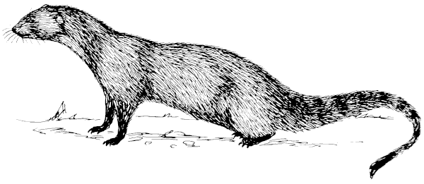 Mongoose drawing
