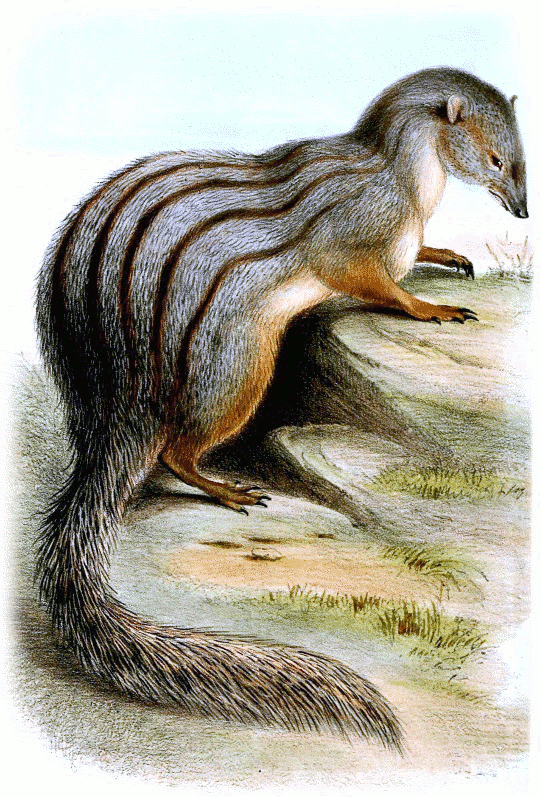 Narrow-striped mongoose