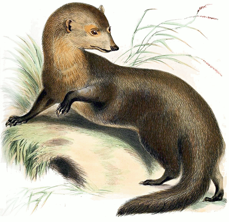 Short-tailed mongoose  Herpestes brachyurus