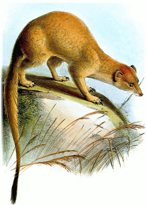 Somalian slender mongoose  Galerella ochracea