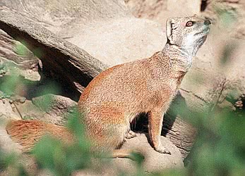 Yellow mongoose photo