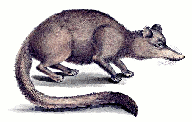 long-nosed mongoose  Herpestes naso