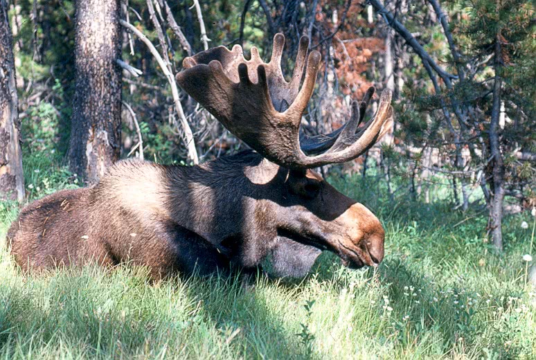 Bull moose 2