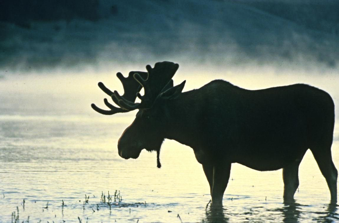Bull moose stands in water in silhouette