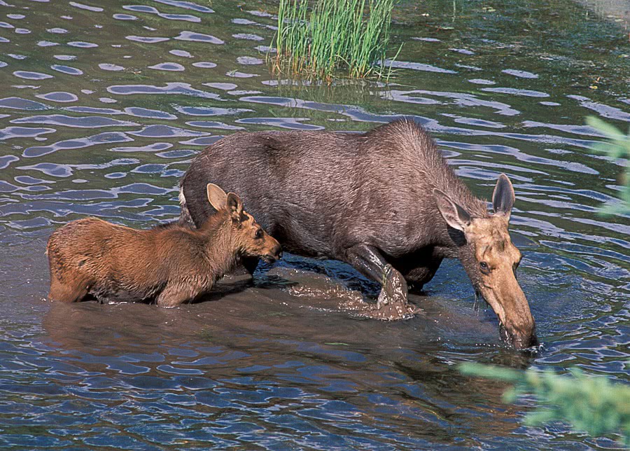 Cow Moose and calf