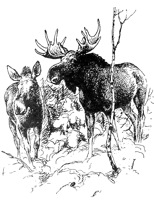 Moose  Alces alces sketch