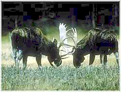 Moose battling