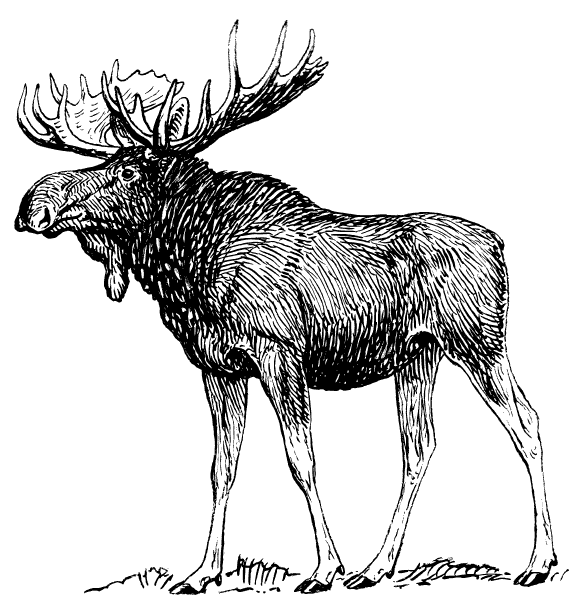 Moose drawing large