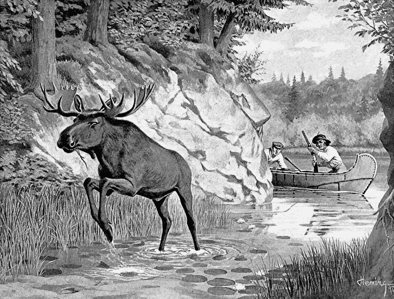 Moose fleeing