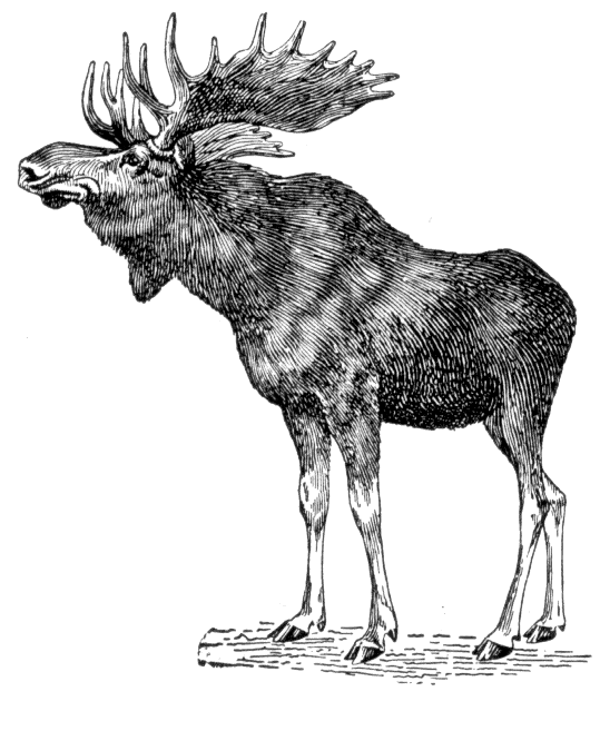 moose 1