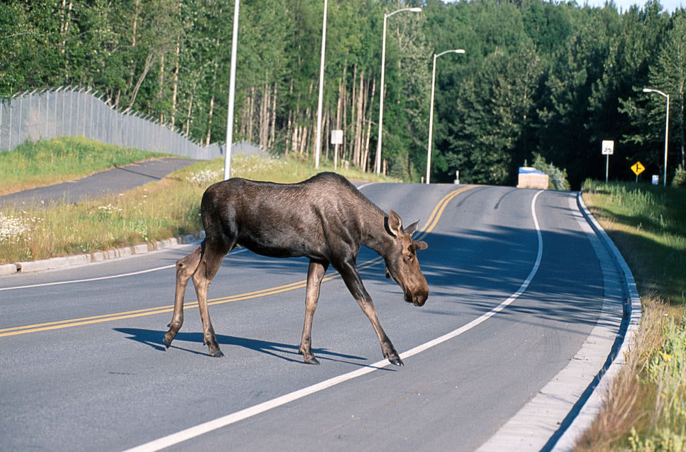 moose crossing the road Alaska
