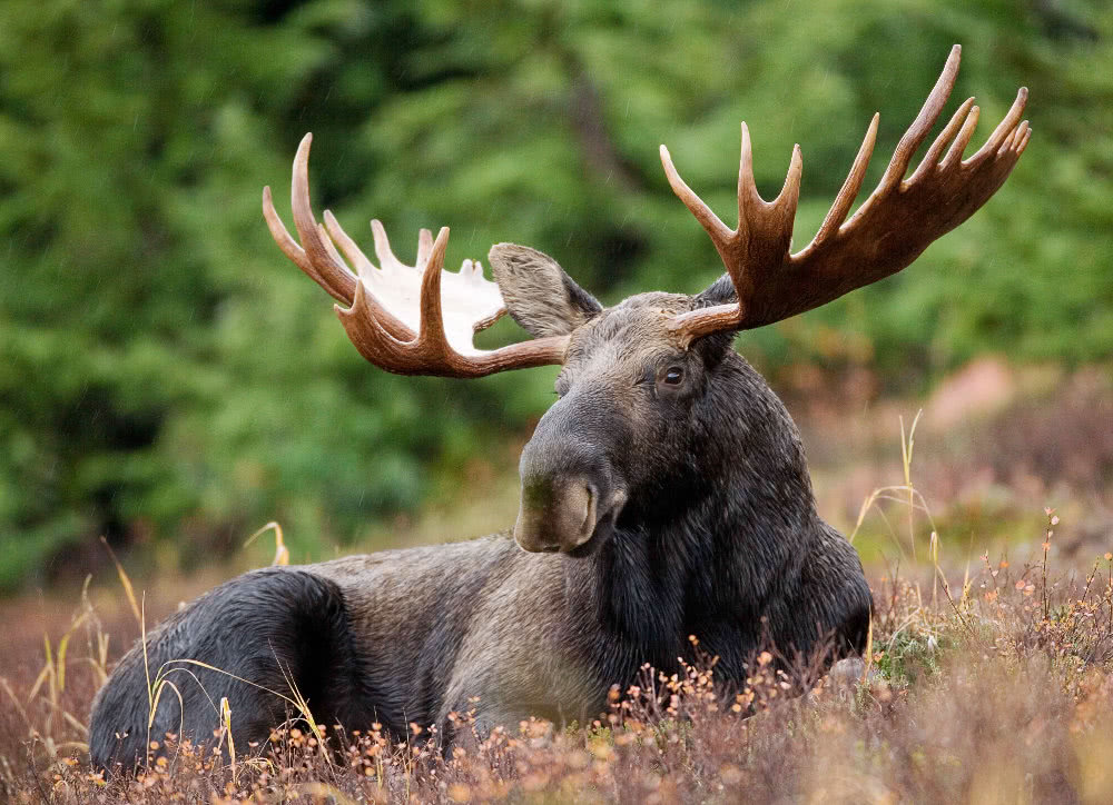 moose male resting