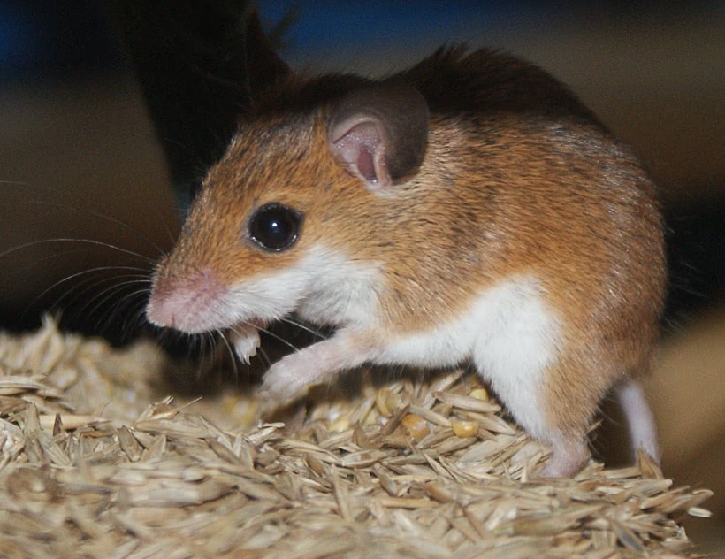 African Pygmy Mouse  Mus musculoides