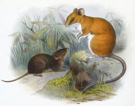 Allstons Brown Mouse  Nyctomys sumichrasti